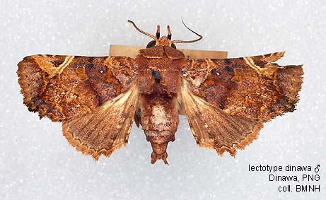 Parchula Insect Papua Insects Foundation (Lepidoptera/Euteliidae/Euteliinae/Targalla ...